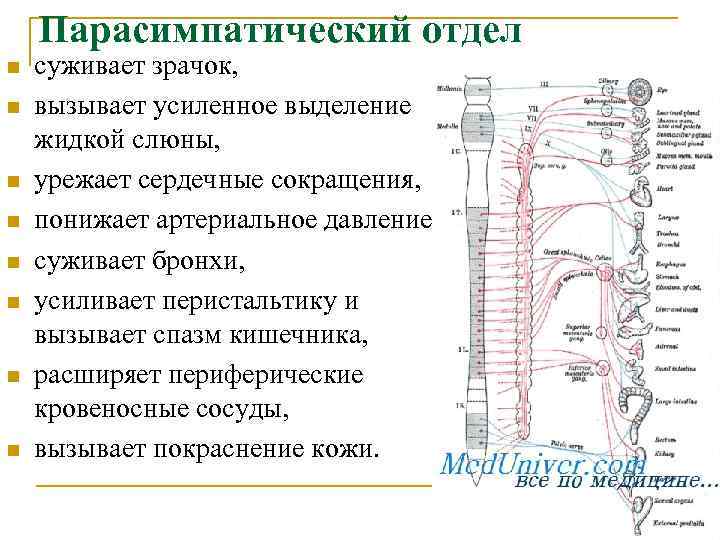 Парасимпатический отдел перистальтика кишечника