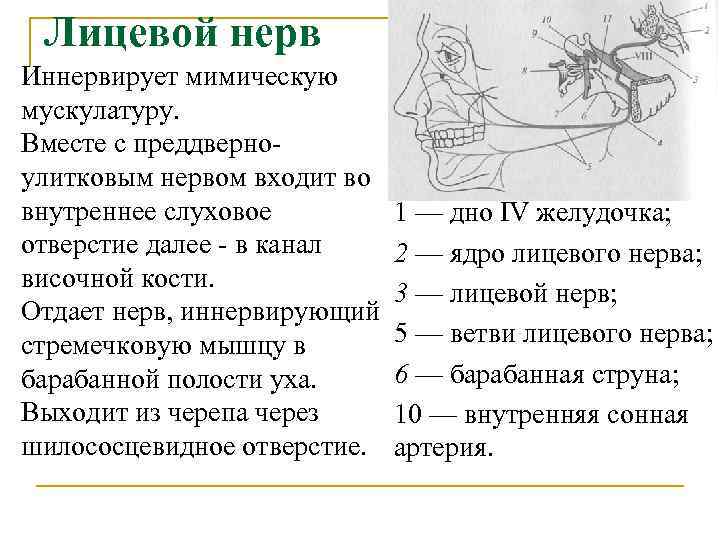 Кожу лица иннервирует. Лицевой нерв иннервирует. Мимические мышцы иннервируемые лицевым нервом.