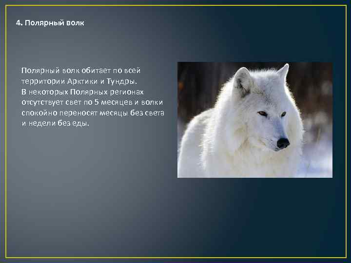 4. Полярный волк обитает по всей территории Арктики и Тундры. В некоторых Полярных регионах