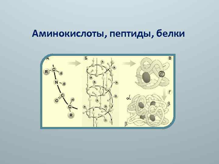 Аминокислоты пептиды белки презентация