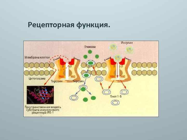 Рецепторная функция. 