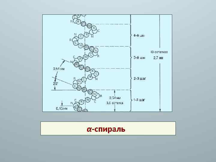 α-спираль 