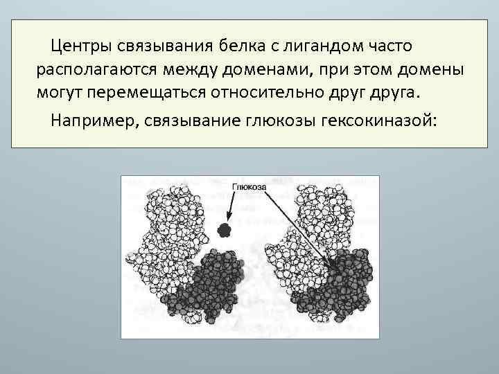Центры связывания белка с лигандом часто располагаются между доменами, при этом домены могут перемещаться