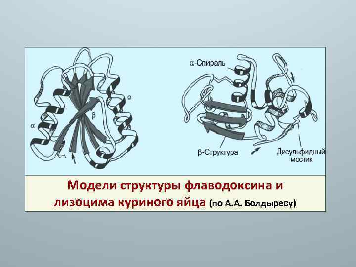 Модели структуры флаводоксина и лизоцима куриного яйца (по А. А. Болдыреву) 