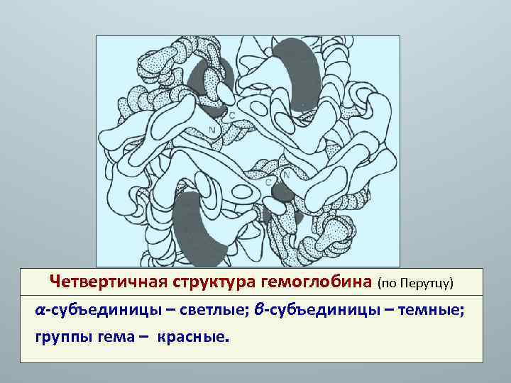 Четвертичная структура гемоглобина (по Перутцу) α-субъединицы – светлые; β-субъединицы – темные; группы гема –