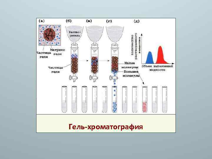 Гель-хроматография 