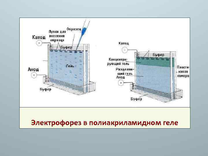 Электрофорез в полиакриламидном геле презентация