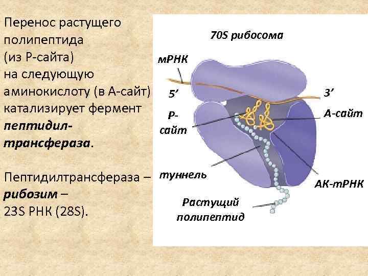 Перенос растущего полипептида (из Р-сайта) м. РНК на следующую аминокислоту (в А-сайт) 5’ катализирует