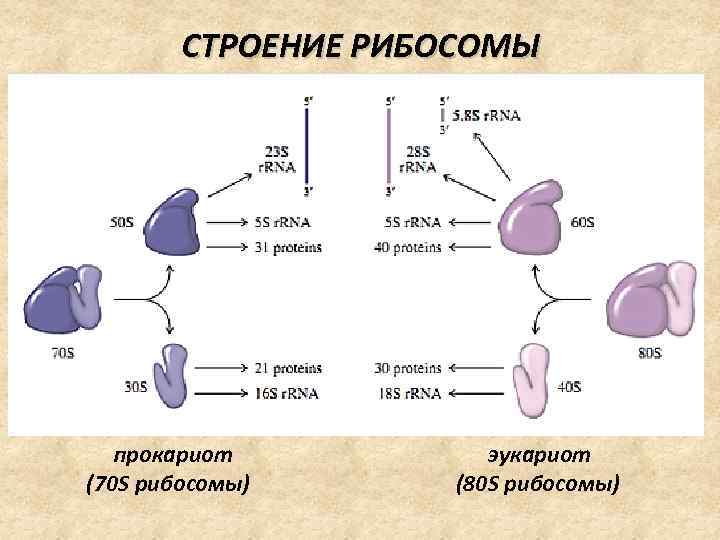 СТРОЕНИЕ РИБОСОМЫ прокариот эукариот (70 S рибосомы) (80 S рибосомы) 