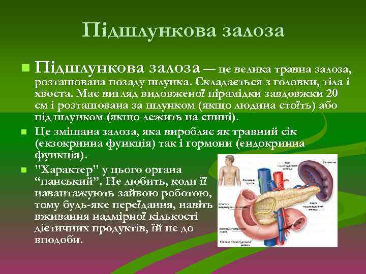 Підшлункова залоза n Підшлункова залоза — це велика травна залоза, n n розташована позаду