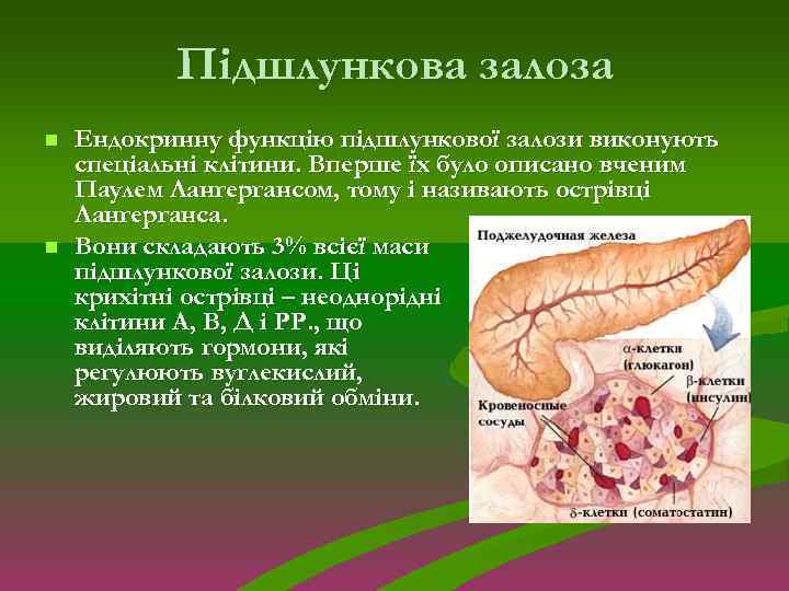 Підшлункова залоза n n Ендокринну функцію підшлункової залози виконують спеціальні клітини. Вперше їх було