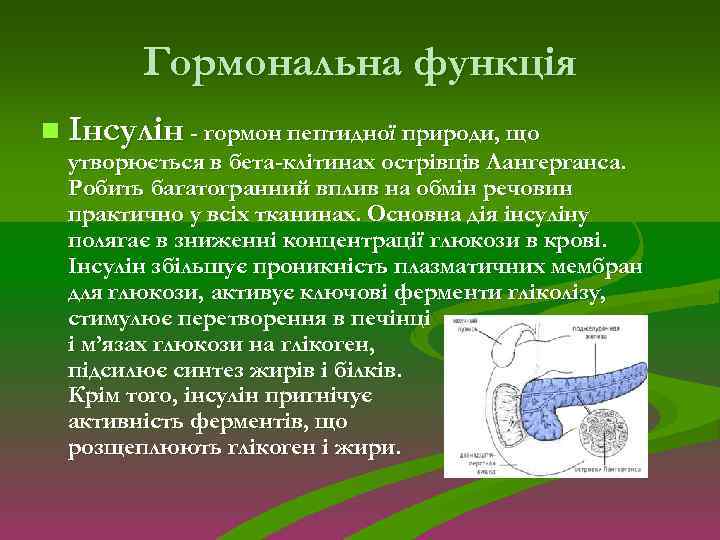 Гормональна функція n Інсулін - гормон пептидної природи, що утворюється в бета-клітинах острівців Лангерганса.
