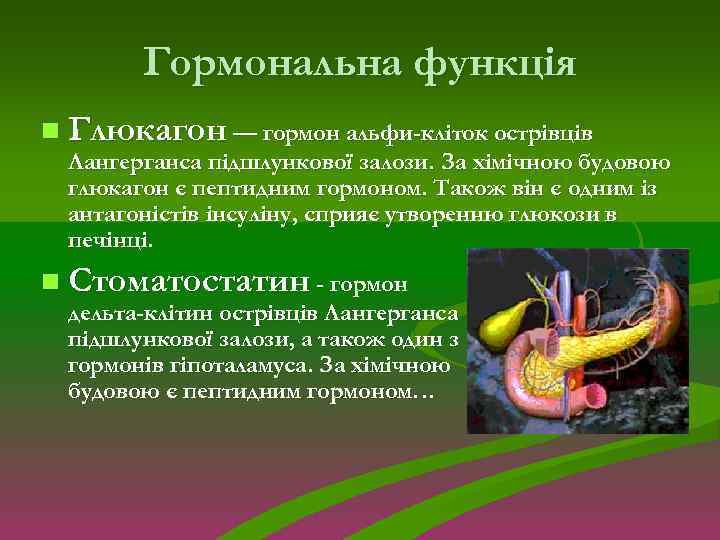 Гормональна функція n Глюкагон — гормон альфи-кліток острівців Лангерганса підшлункової залози. За хімічною будовою
