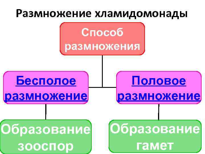 Размножение хламидомонады