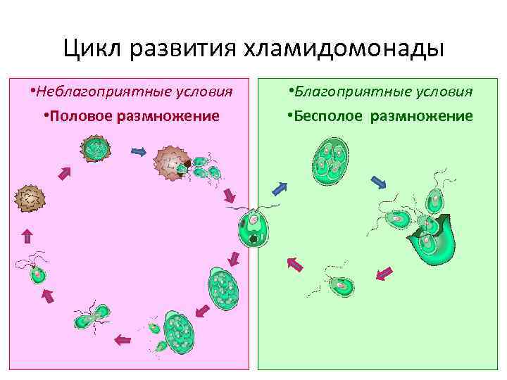 Цикл развития хламидомонады • Неблагоприятные условия • Половое размножение • Благоприятные условия • Бесполое