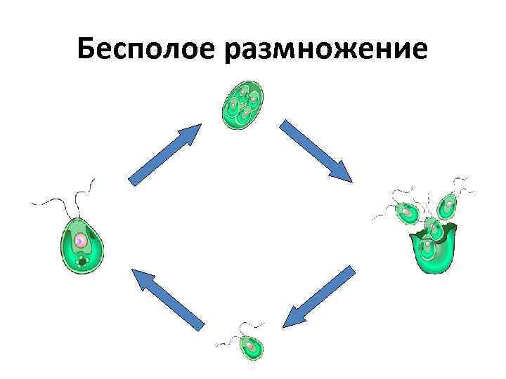 Половое и бесполое размножение презентация