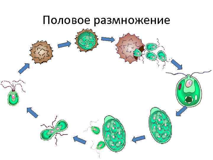 Половое размножение 