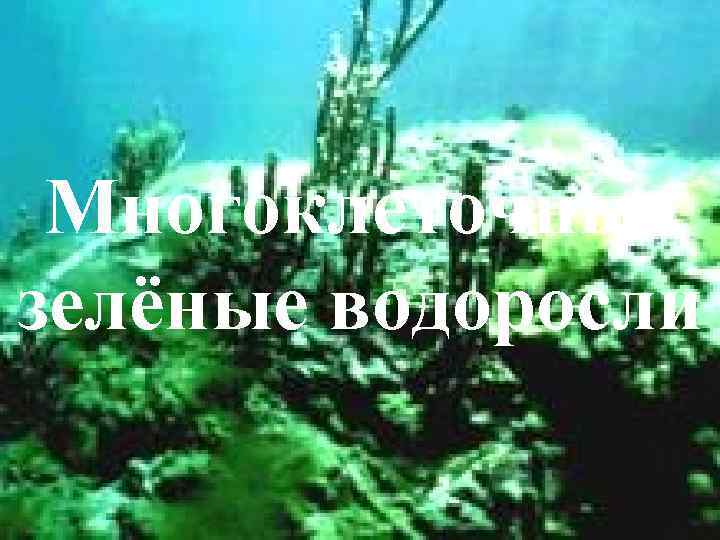 Многоклеточные зелёные водоросли 