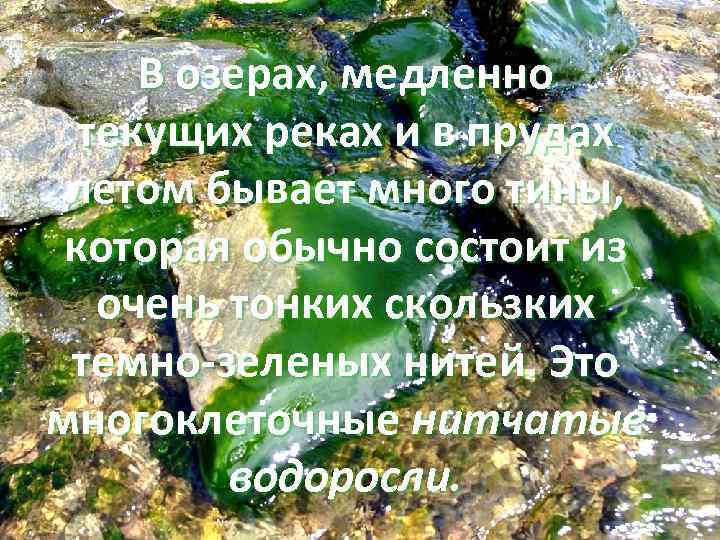 В озерах, медленно текущих реках и в прудах летом бывает много тины, которая обычно