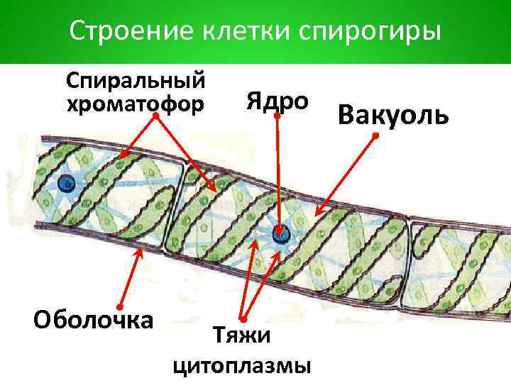 Строение клетки спирогиры Спиральный хроматофор Оболочка Ядро Тяжи цитоплазмы Вакуоль 