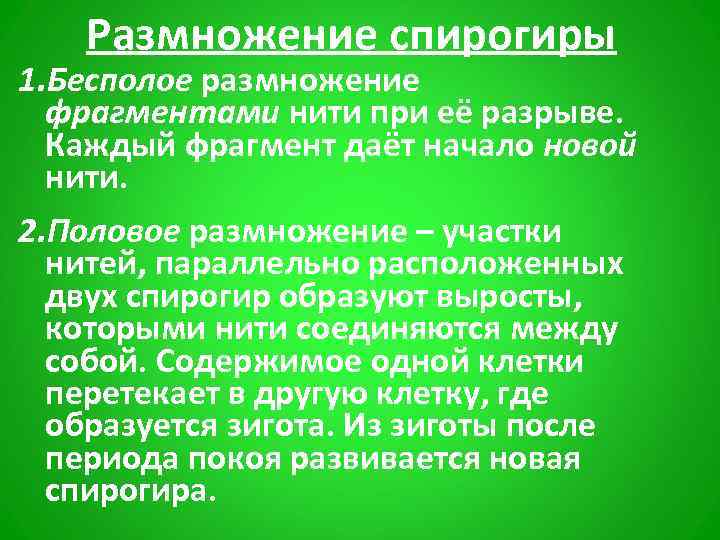 Размножение спирогиры 1. Бесполое размножение фрагментами нити при её разрыве. Каждый фрагмент даёт начало