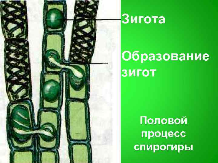 Половое размножение спирогиры