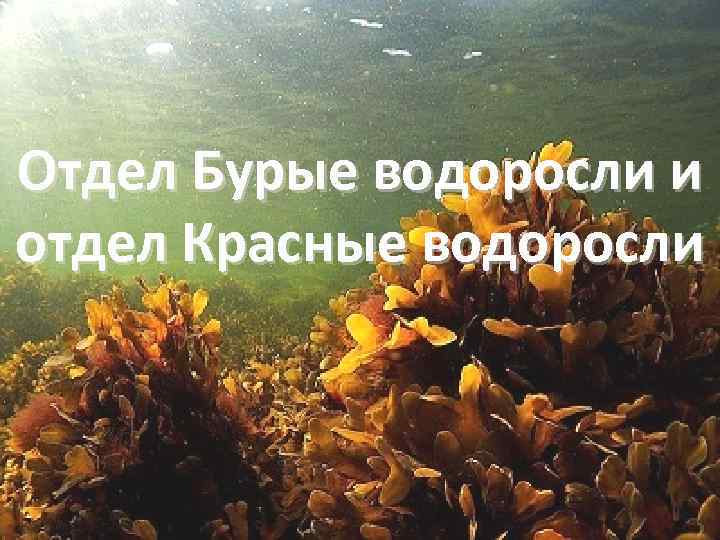 Отдел Бурые водоросли и отдел Красные водоросли 