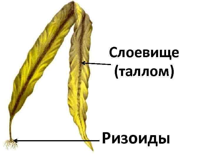 Слоевище (таллом) Ризоиды 