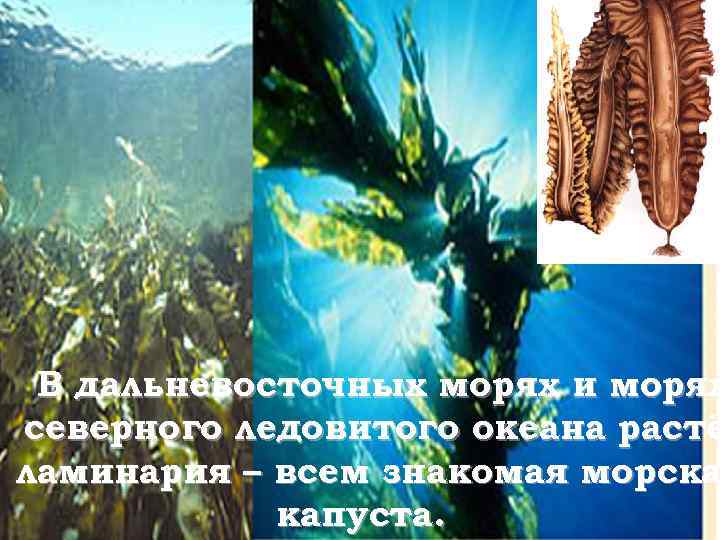 В дальневосточных морях и морях северного ледовитого океана растё ламинария – всем знакомая морска