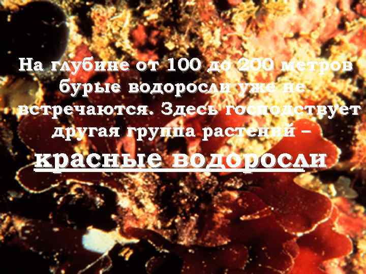 На глубине от 100 до 200 метров бурые водоросли уже не встречаются. Здесь господствует