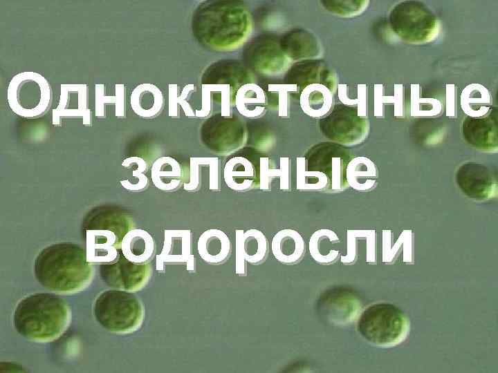 Одноклеточные зеленые водоросли 