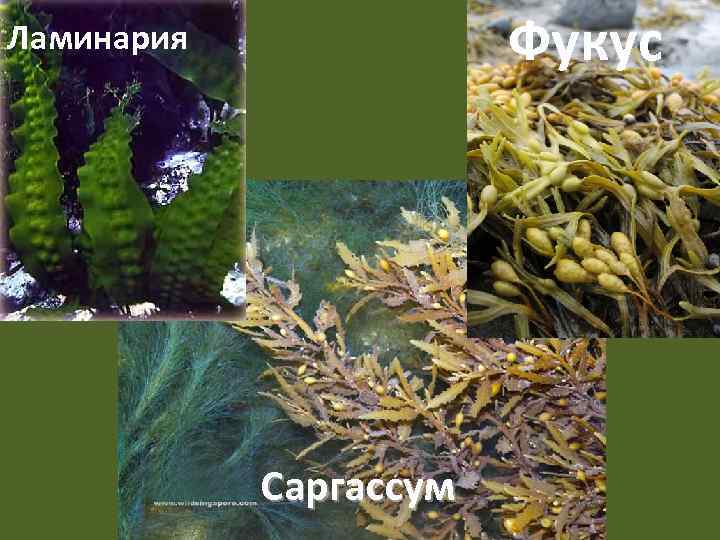 Фукус Ламинария Саргассум 