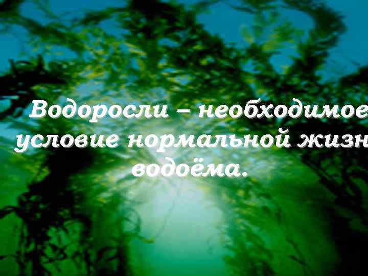 Водоросли – необходимое условие нормальной жизн водоёма. 