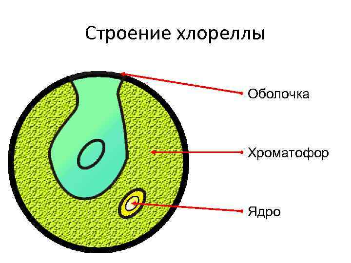 Строение хлореллы Оболочка Хроматофор Ядро 