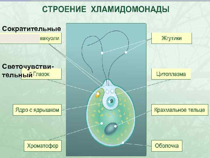 Сократительные Светочувствительный 