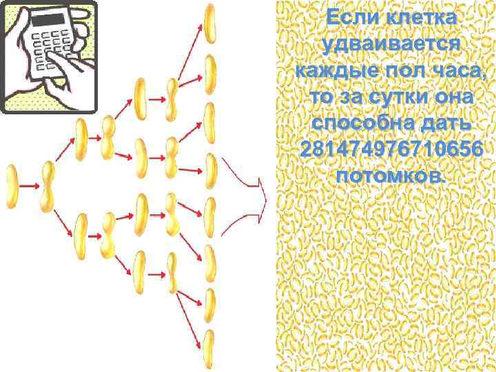 Если клетка удваивается каждые пол часа, то за сутки она способна дать 281474976710656 потомков.