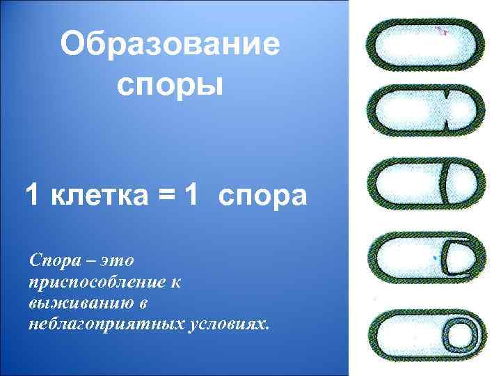 Образование споры 1 клетка = 1 спора Спора – это приспособление к выживанию в