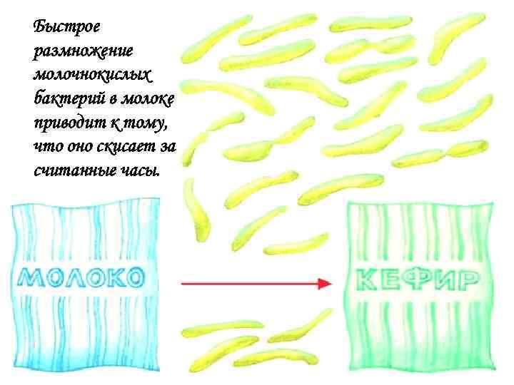 Быстрое размножение молочнокислых бактерий в молоке приводит к тому, что оно скисает за считанные