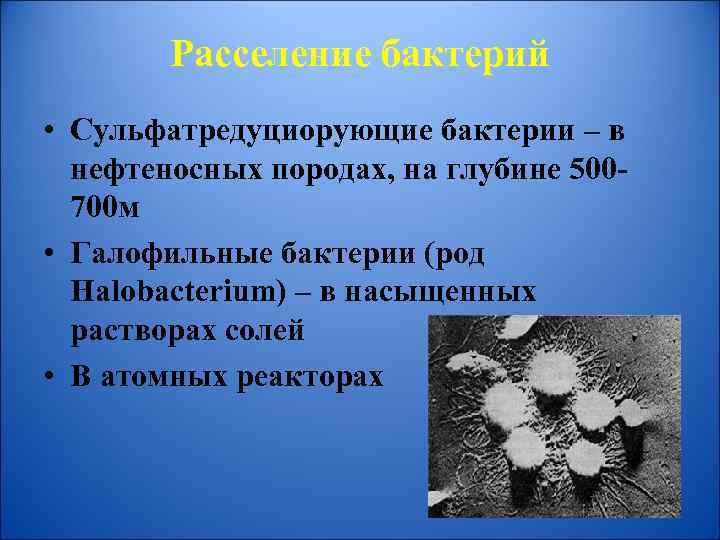 Расселение бактерий • Сульфатредуциорующие бактерии – в нефтеносных породах, на глубине 500700 м •