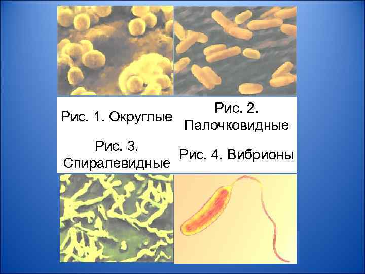 Рис. 2. Рис. 1. Округлые Палочковидные Рис. 3. Рис. 4. Вибрионы Спиралевидные 