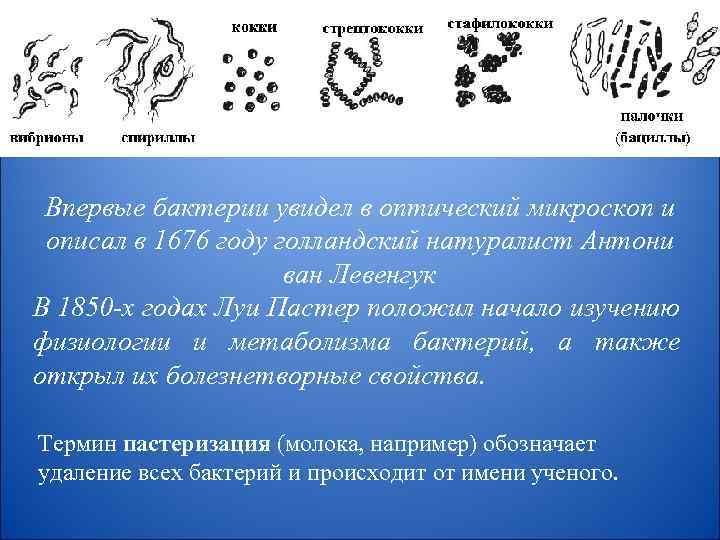 Впервые бактерии увидел в оптический микроскоп и описал в 1676 году голландский натуралист Антони