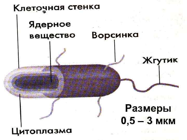 Размеры 0, 5 – 3 мкм 