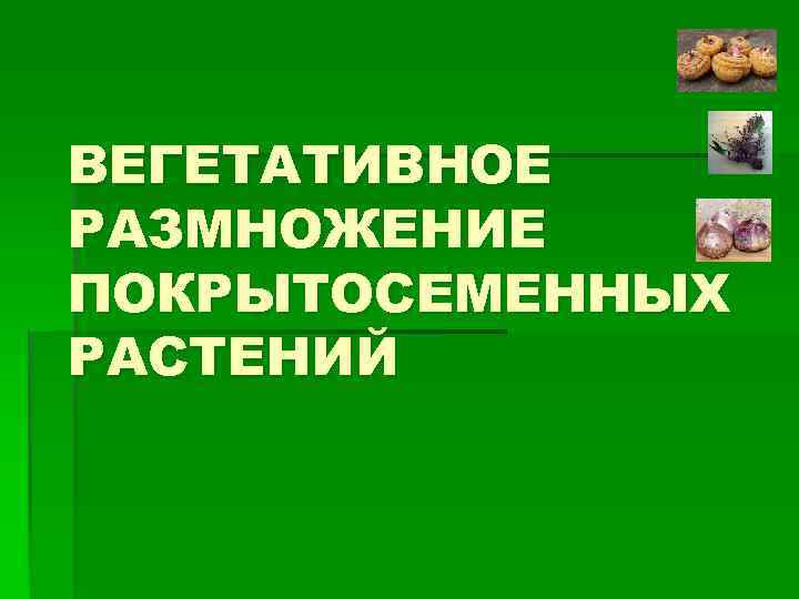 ВЕГЕТАТИВНОЕ РАЗМНОЖЕНИЕ ПОКРЫТОСЕМЕННЫХ РАСТЕНИЙ 