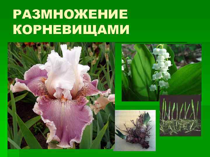 РАЗМНОЖЕНИЕ КОРНЕВИЩАМИ 