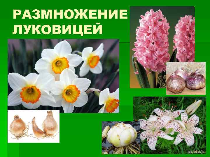 РАЗМНОЖЕНИЕ ЛУКОВИЦЕЙ 
