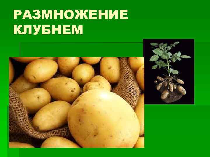 РАЗМНОЖЕНИЕ КЛУБНЕМ 