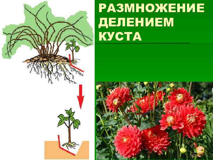 РАЗМНОЖЕНИЕ ДЕЛЕНИЕМ КУСТА 
