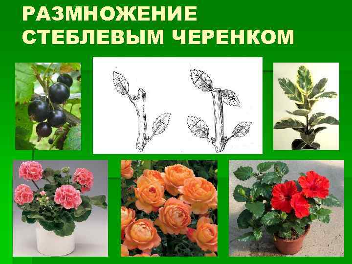 РАЗМНОЖЕНИЕ СТЕБЛЕВЫМ ЧЕРЕНКОМ 