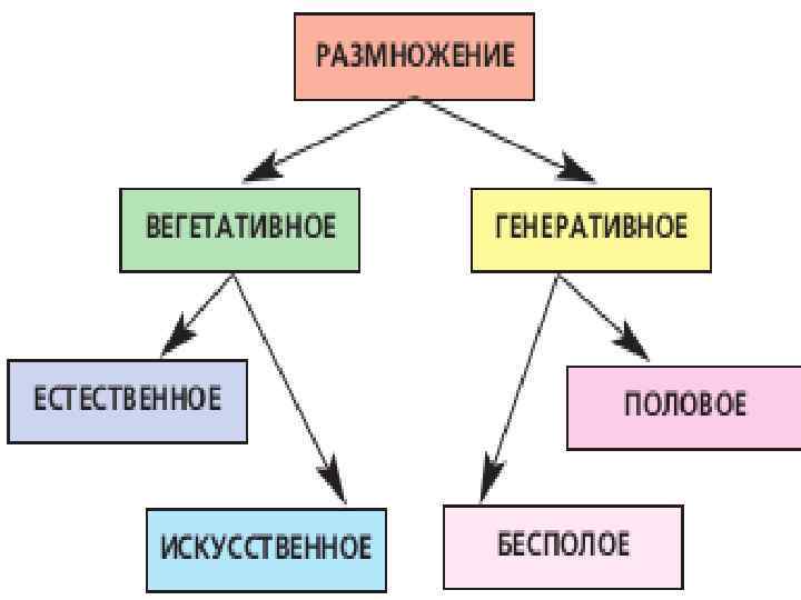 Генеративный цикл