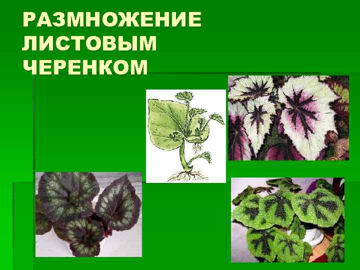 РАЗМНОЖЕНИЕ ЛИСТОВЫМ ЧЕРЕНКОМ 